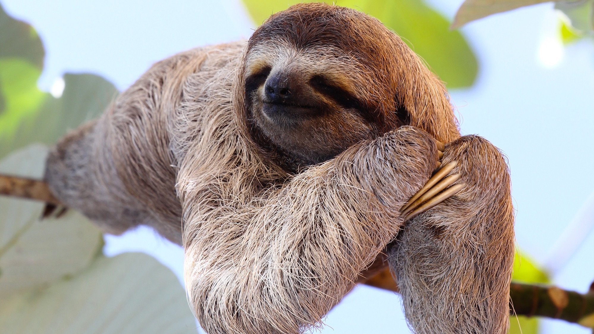 baby sloth poses for the camera on the tree