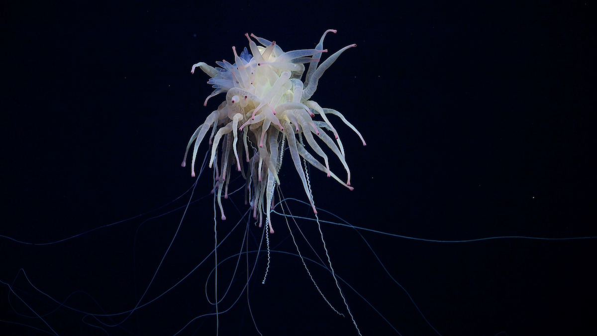 a white fish with long tentacles