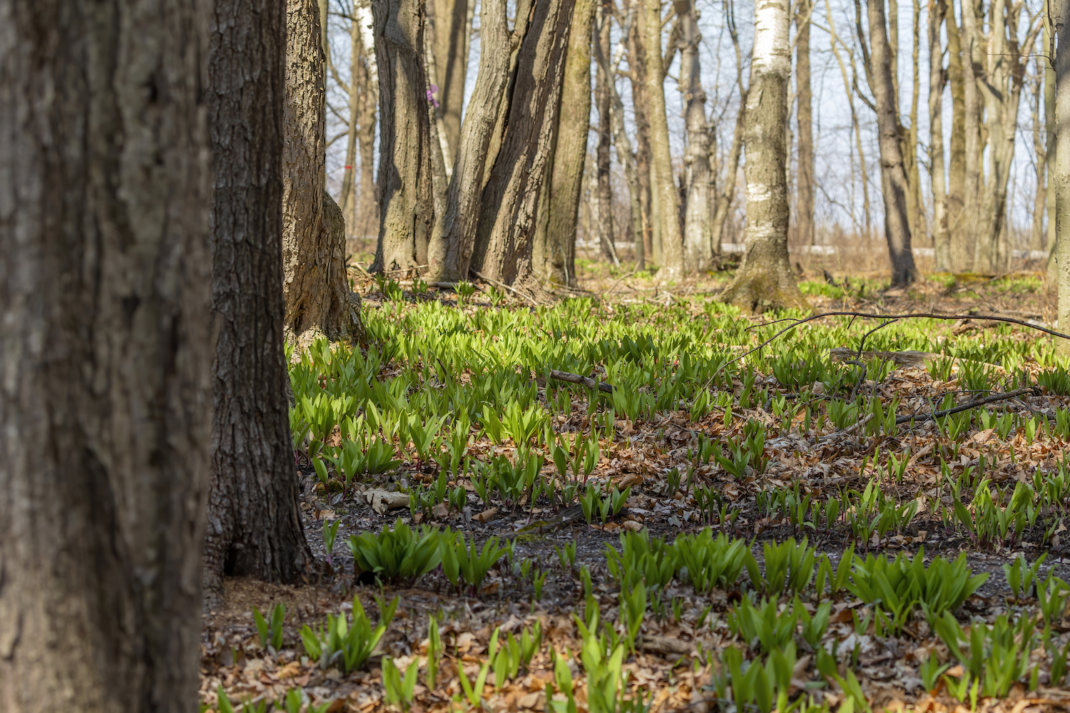 green leaves in a forest 