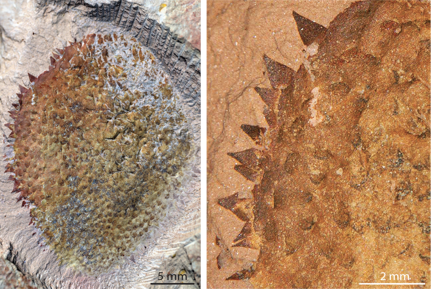 fossil-spines.png?w=1440&h=967