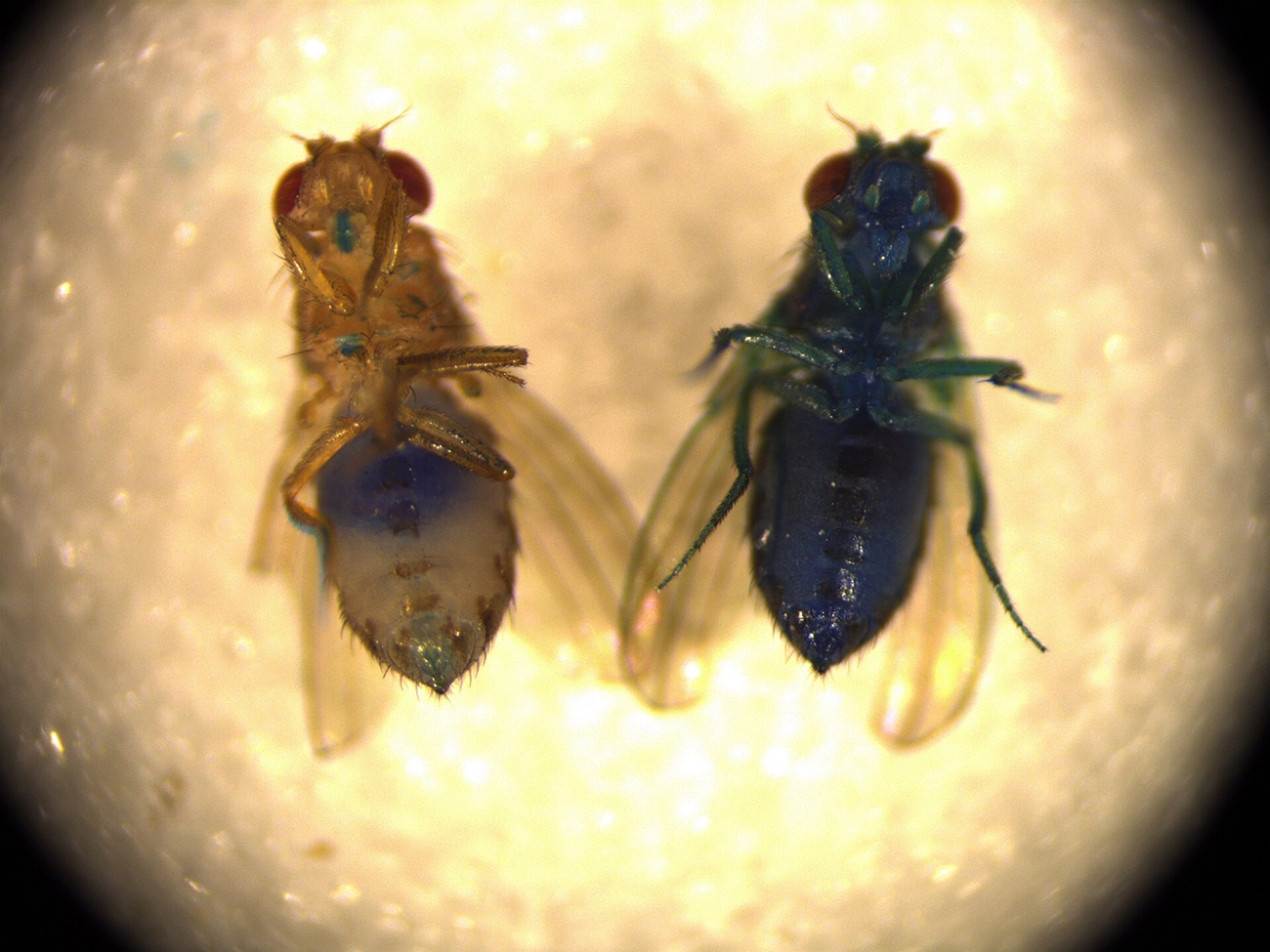 two fruit flies under a microscope. one is injected with a blue dye and has a blue color