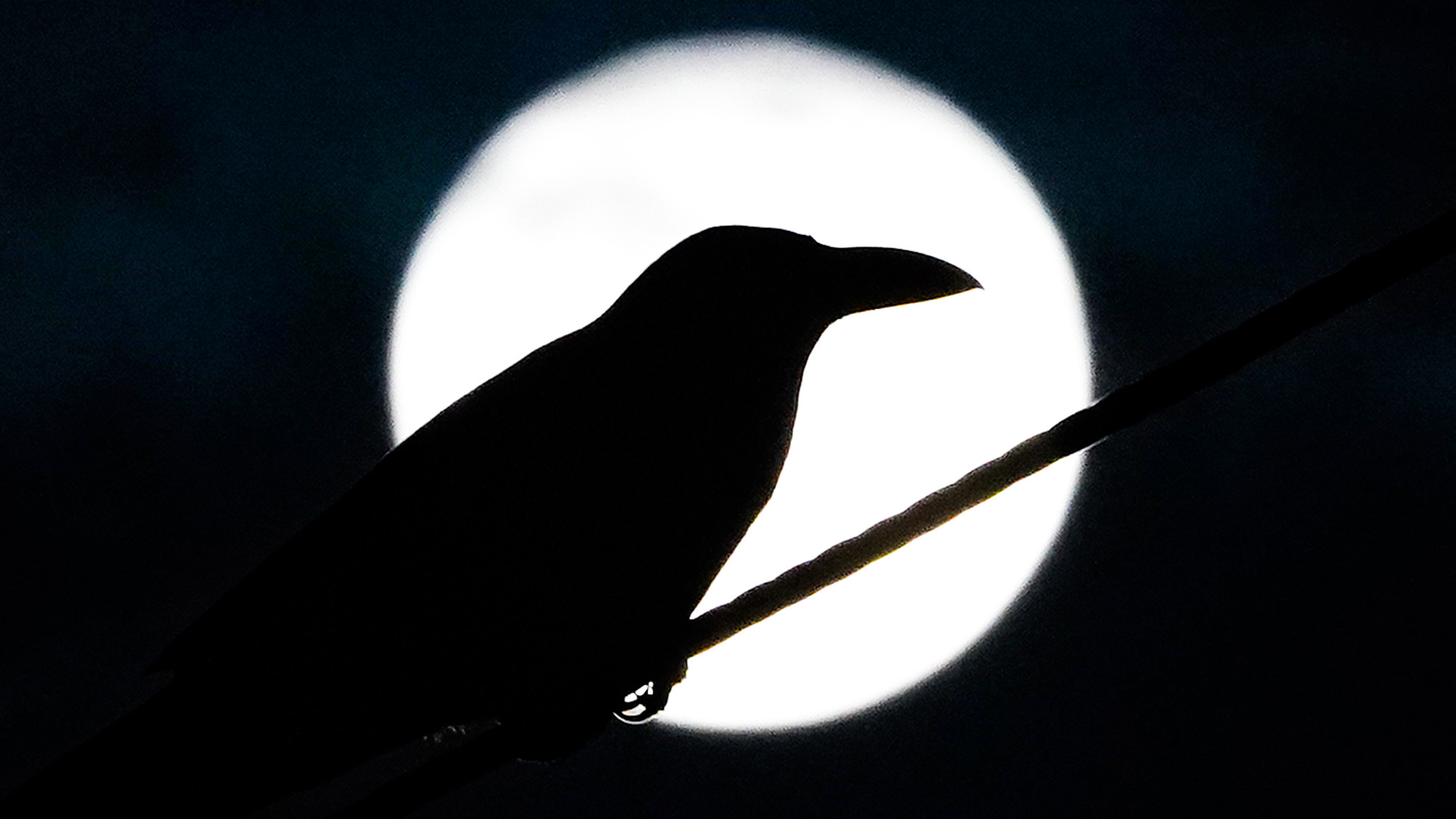 a glowing full moon with the silhouette of a crow's profile