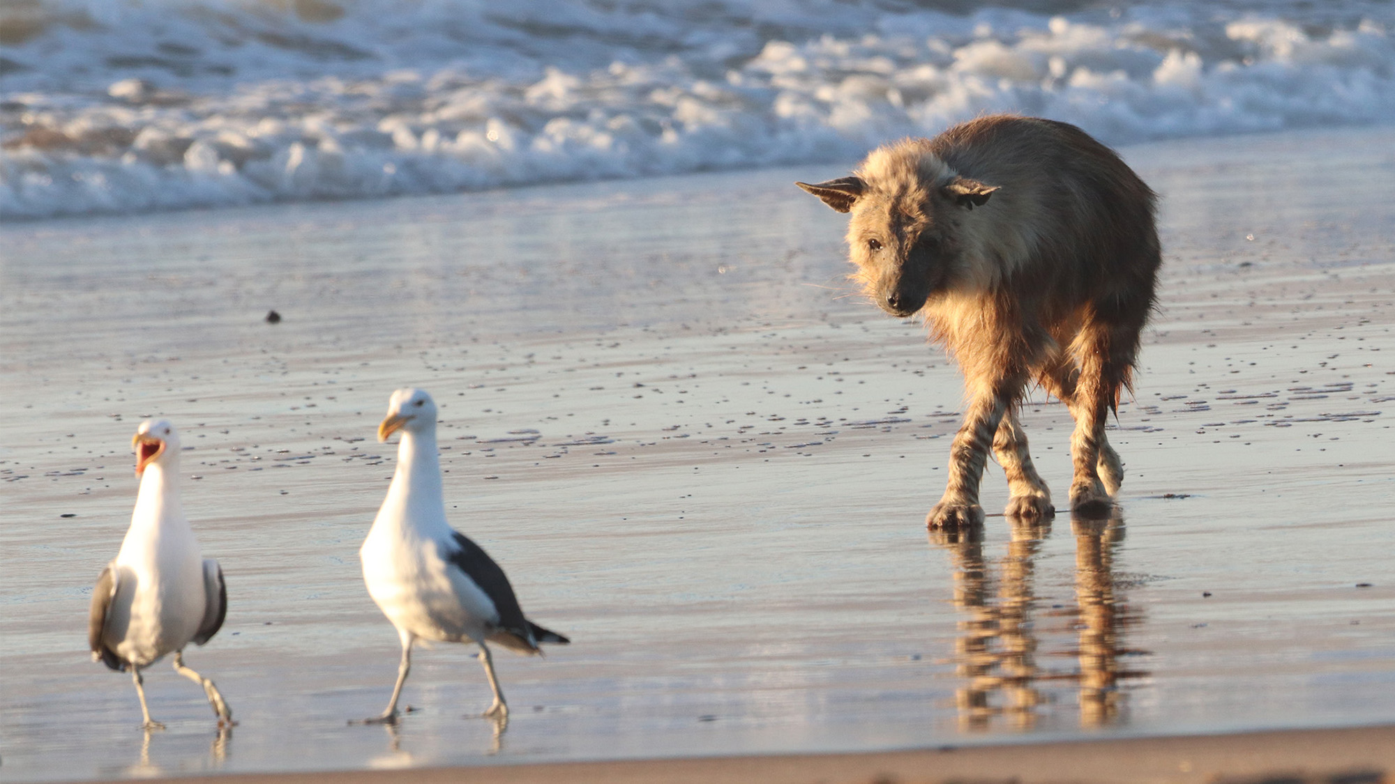 Brown hyenas love to go hunting in Baker’s Bay, Namibia.