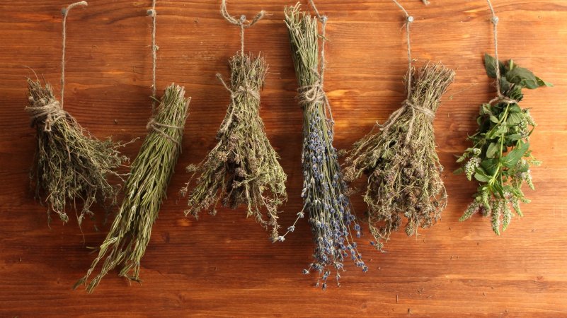 six bouquets of different herbs hanging upside down on a wood backdrop