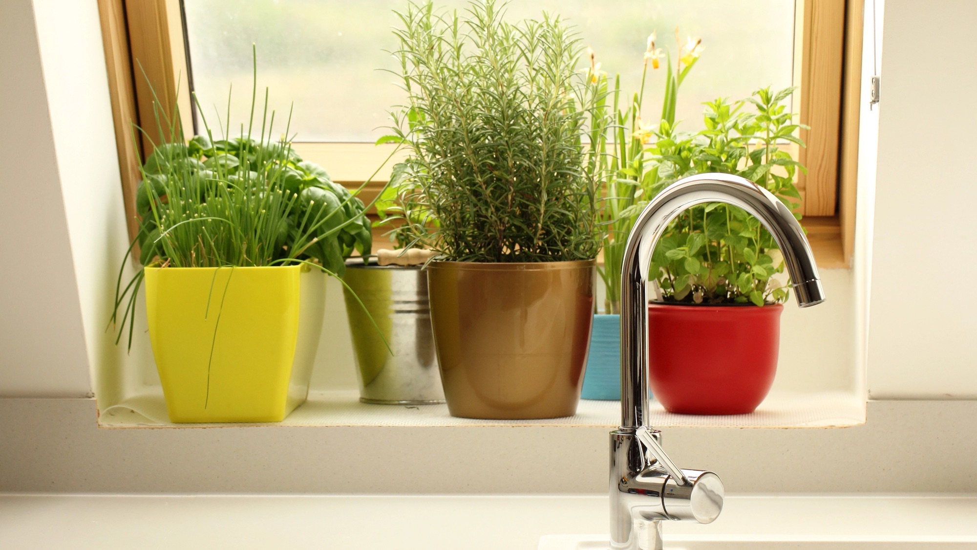 herbs growing in kitchen