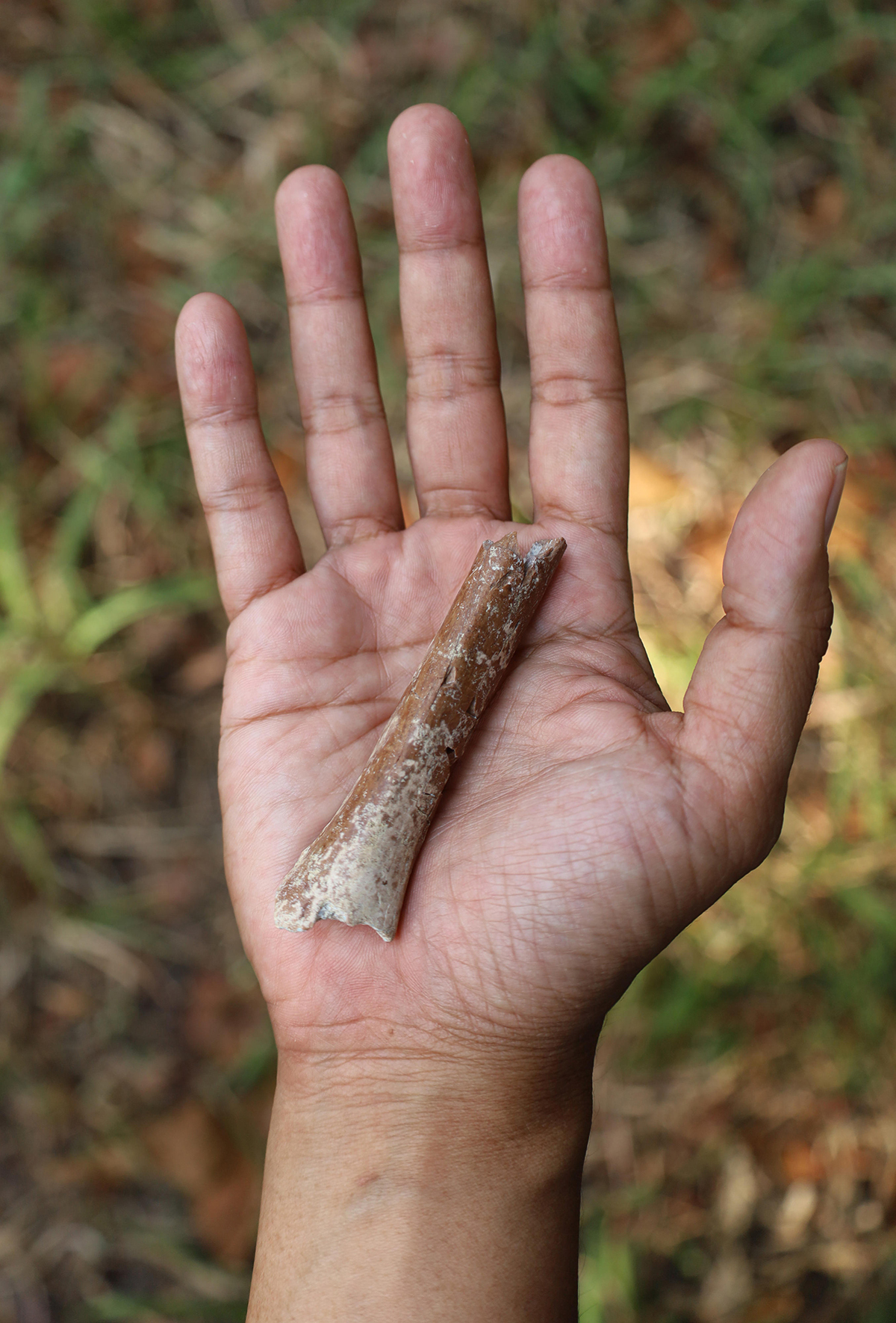 a scientist holds a fossil of a distal humerous in their hand. it is a small, long bone