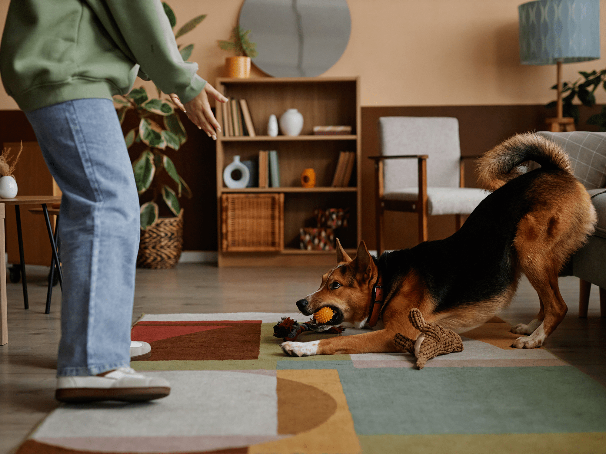 A person training a dog indoors.