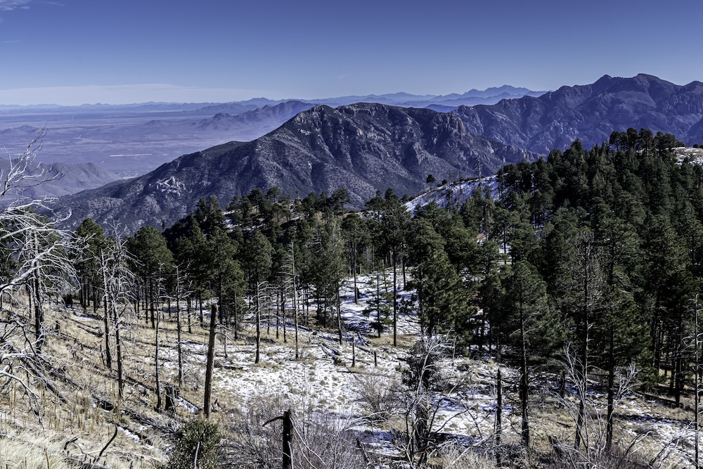 A photograph of Aphonopelma jacobii's habitat high up in the Chiricahua Mountains