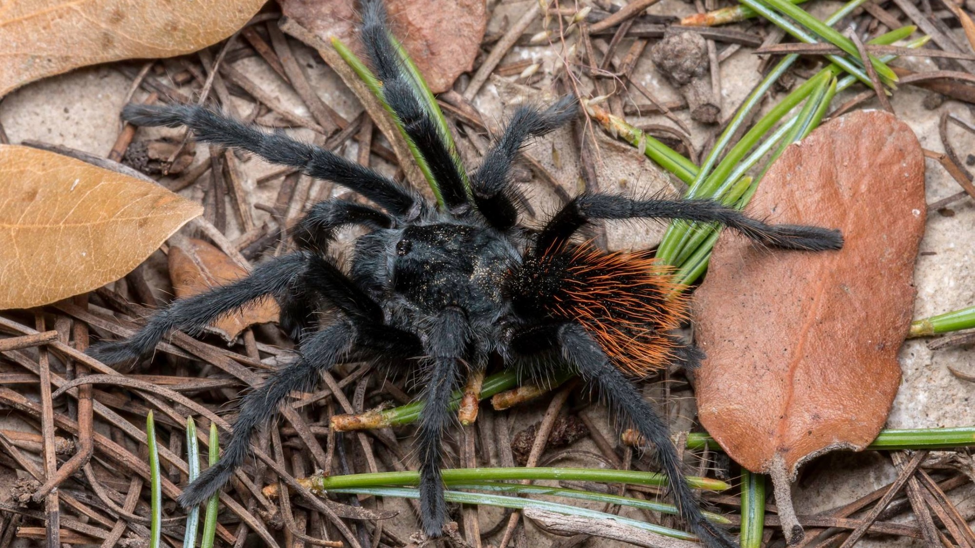 Male Aphonopelma jacobii tarantula