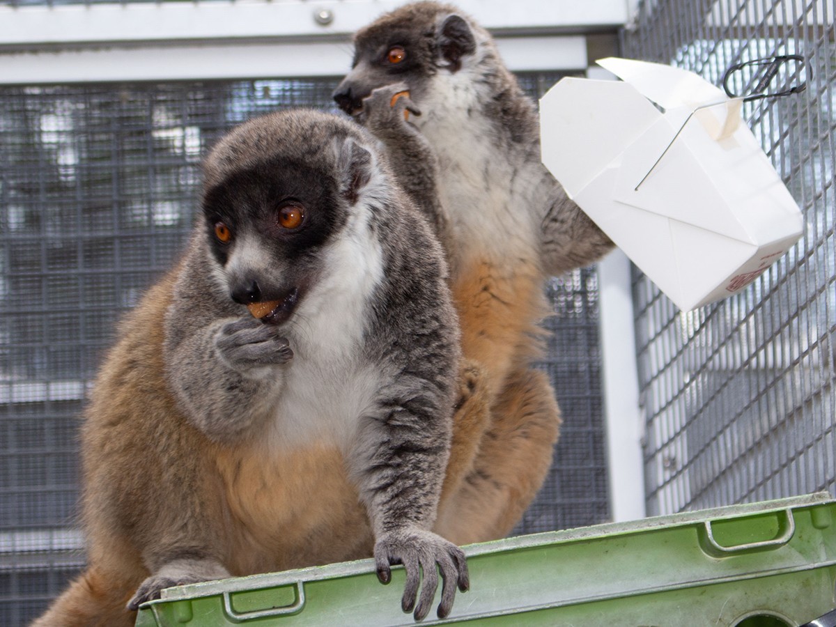 two lemurs in an enclosure eating cantaloupe. one is holding a takeout container 