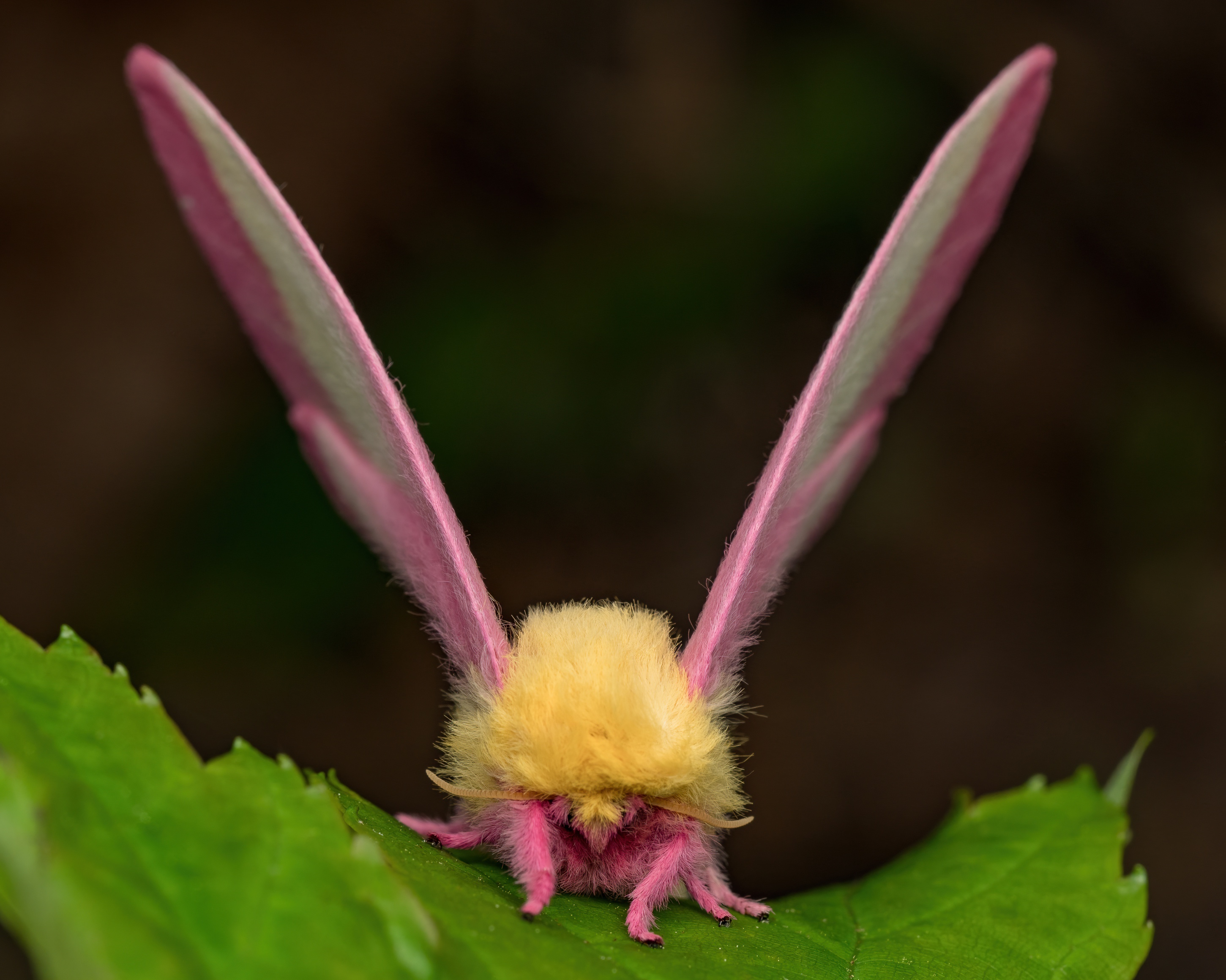 una mariposa con cuerpo y alas rosas y una melena amarilla sentada sobre una hoja verde