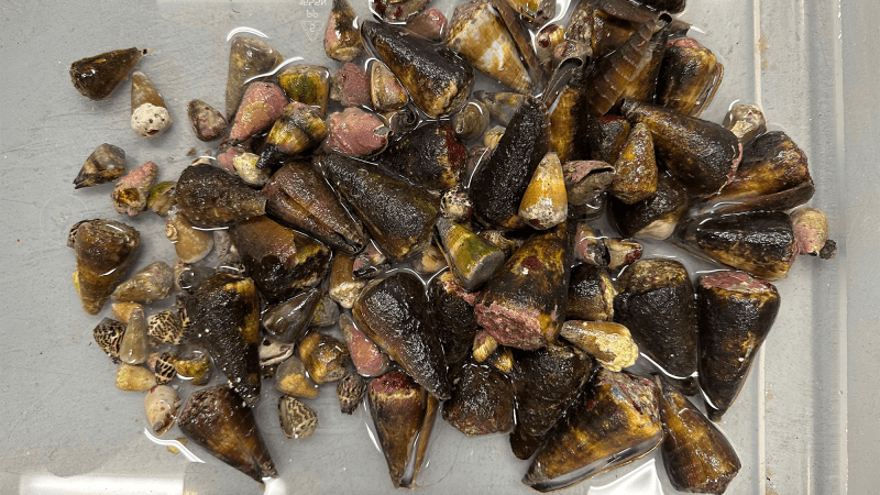 A freshly-collected batch of venomous cone snails.