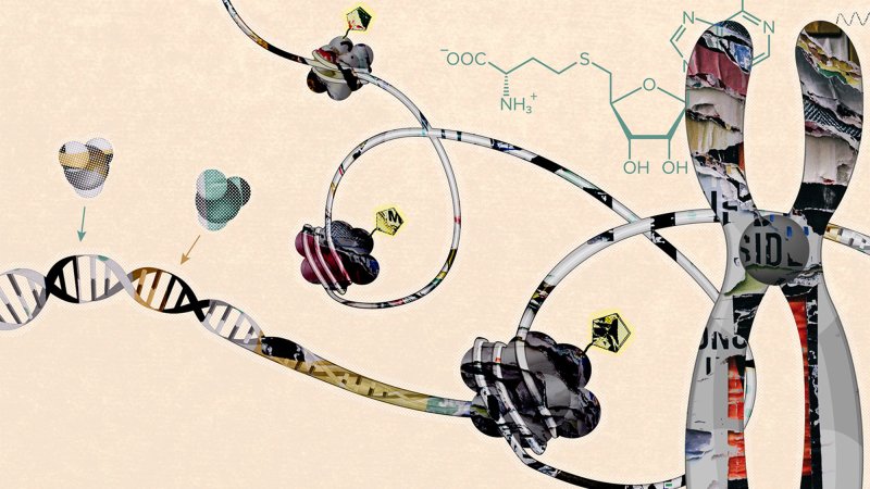 Histones, best known for acting as scaffolding support for DNA and for regulating gene activity, turn out to also play critical metabolic roles in the cell.