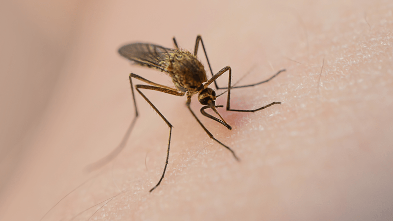 a mosquito biting human skin