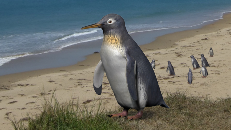 an illustration of a small penguin with light black, yellow, and white feathers on a new zealand beach