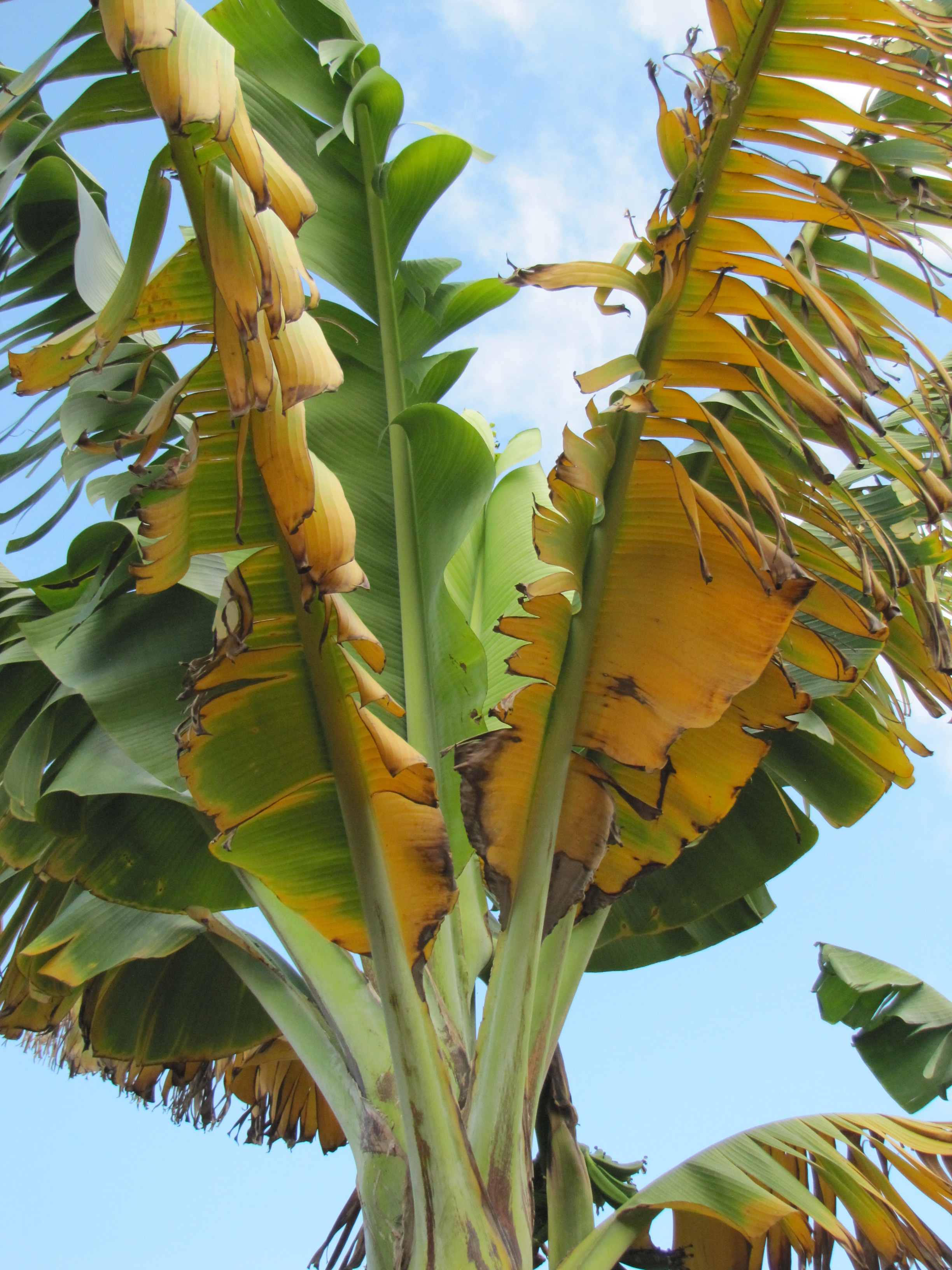 een bananenboom met verwelkende bladeren