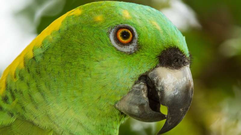 a green parrot with an open beak and orange and black eye