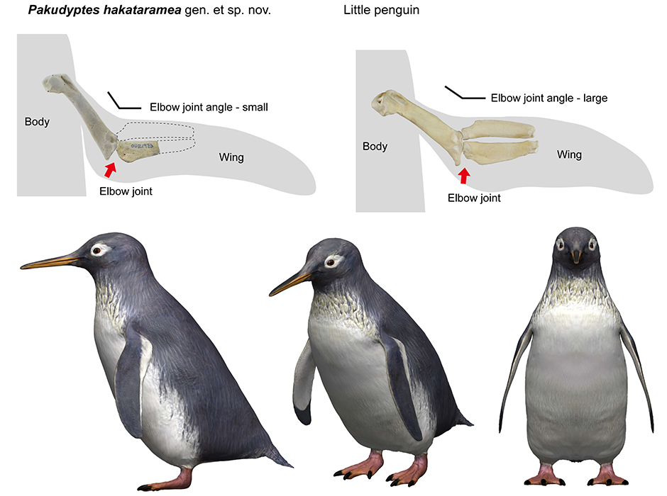 Top: Comparison of elbow joints in Pakudyptes and the little penguin. Pakudyptes has an angled wing. Bottom: A reconstructed image of Pakudyptes, one of the smallest penguins. CREDIT: Tatsuya Shinmura & Ashoro Museum of Paleontology.