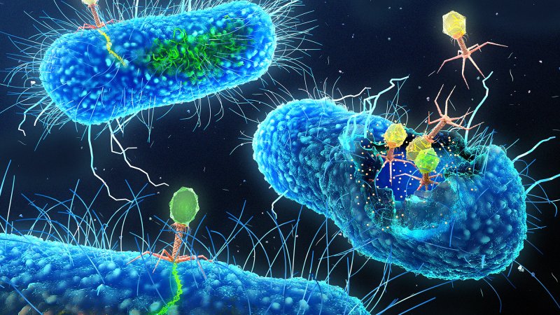 Viruses called bacteriophages infect intestinal bacteria by injecting their genetic material and later, new phages burst out of the bacterium. But these phages and bacteria can also live in harmony.