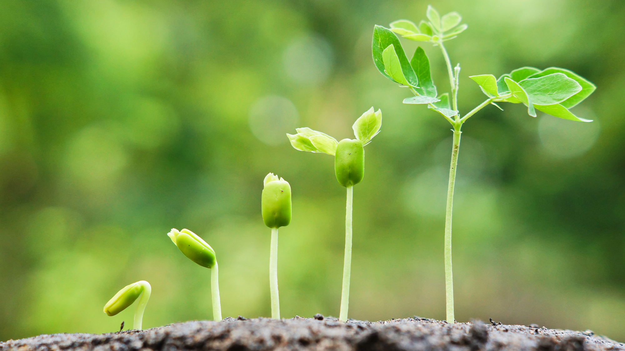 stages of a plant's development