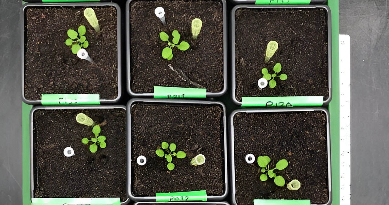 six square containers of soil growing small green plants in a lab