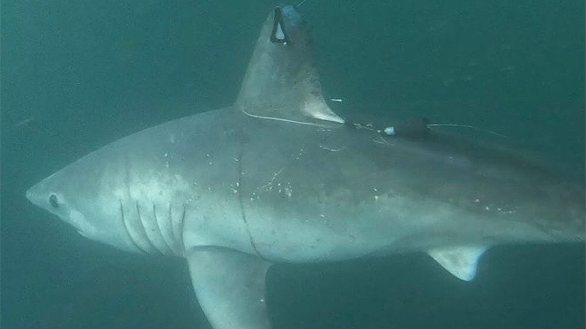 a pregnant porbeagle shark swims under water with two tags. one is on her dorsal fin and the other is on her back