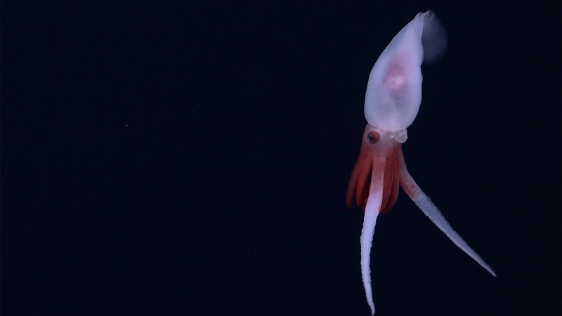 a small white and red squid