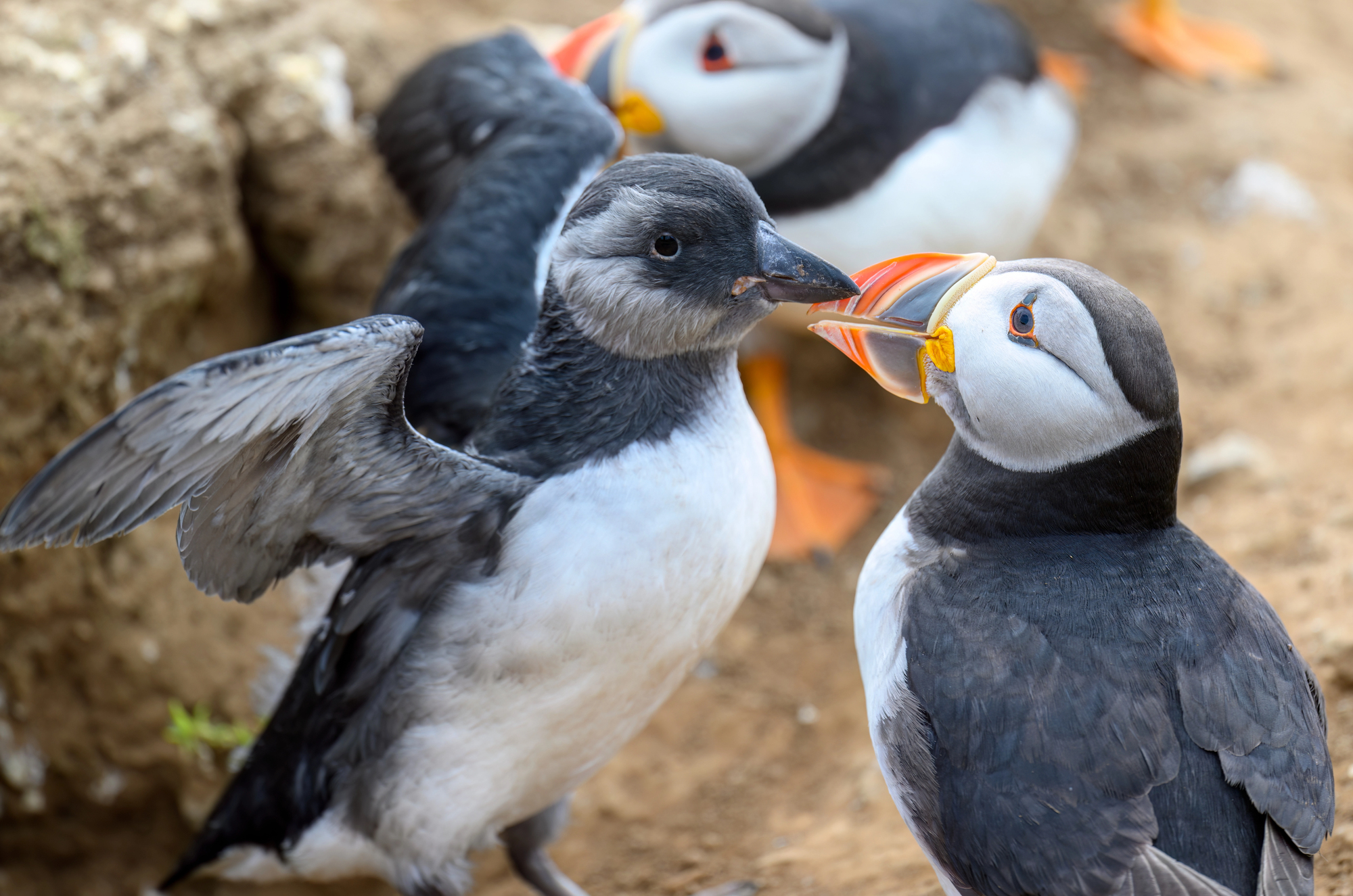 a baby puffin stands next to its mother