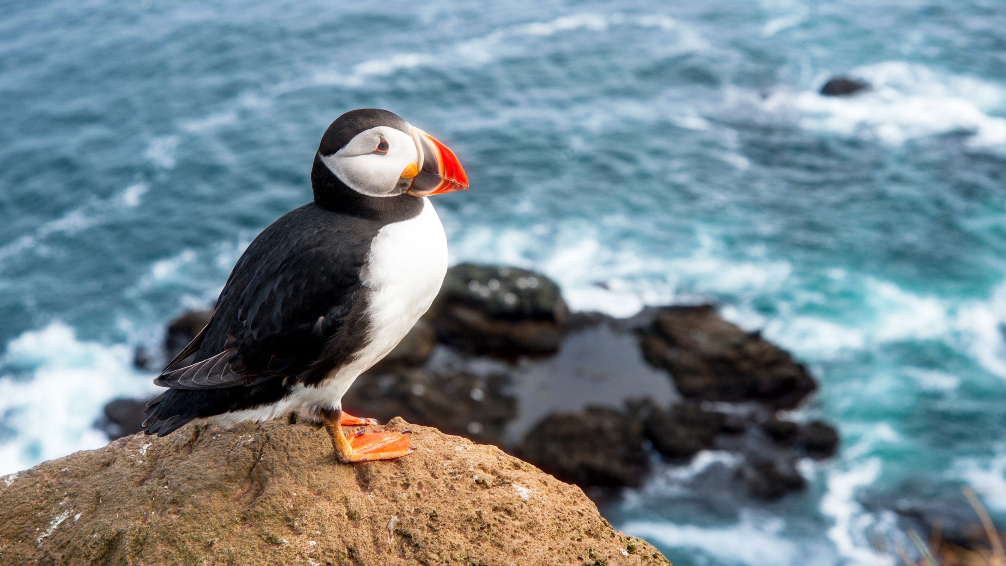 Colorful atlantic puffin sitting on a cliff