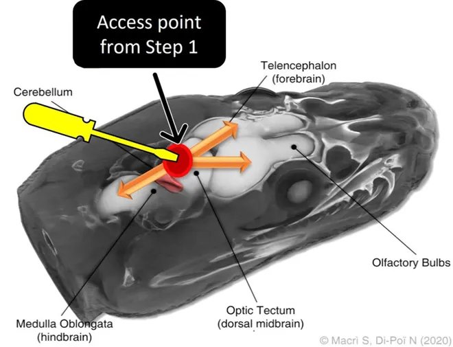 a diagram of a python's brain