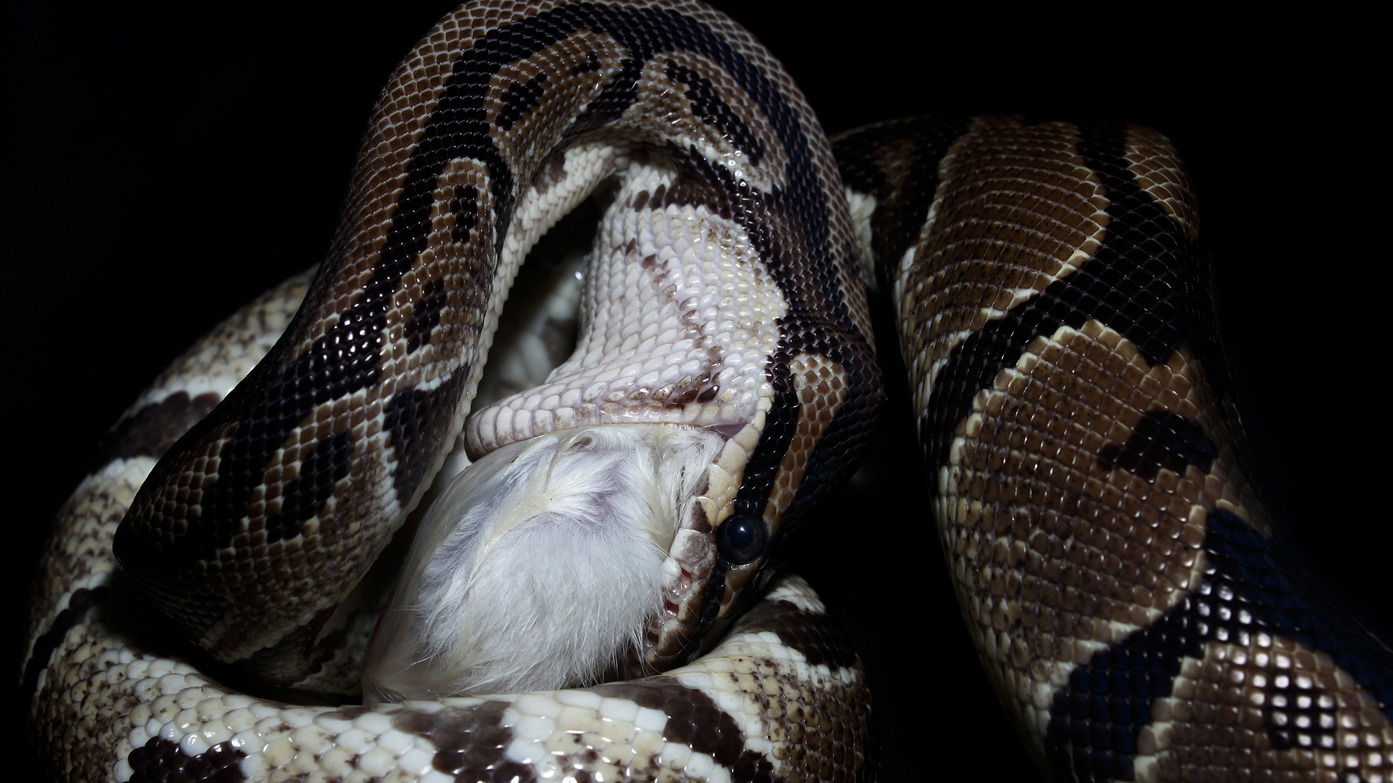 a python with a wide open mouth swallows a white rat whole