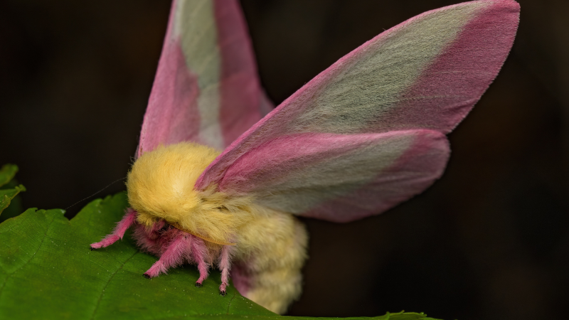 a moth with a yellow body, pink legs, and pink and yellow wings sits on a green leaf