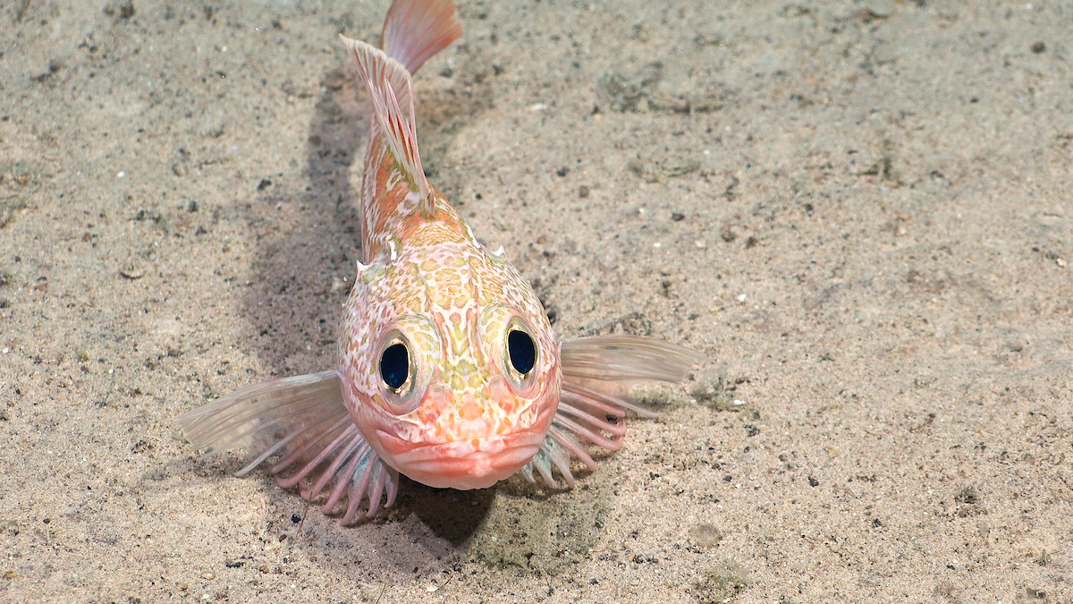 a spotted scorpionfish on the sea floor