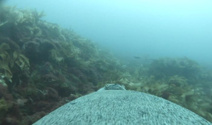 a photo taken by a sea lion while swimming.  it shows a rocky and grassy seabed, with part of the sea lion's gray body visible