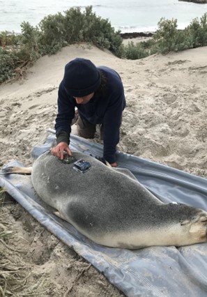 a scientist equips a sea lion with a camera on a beach