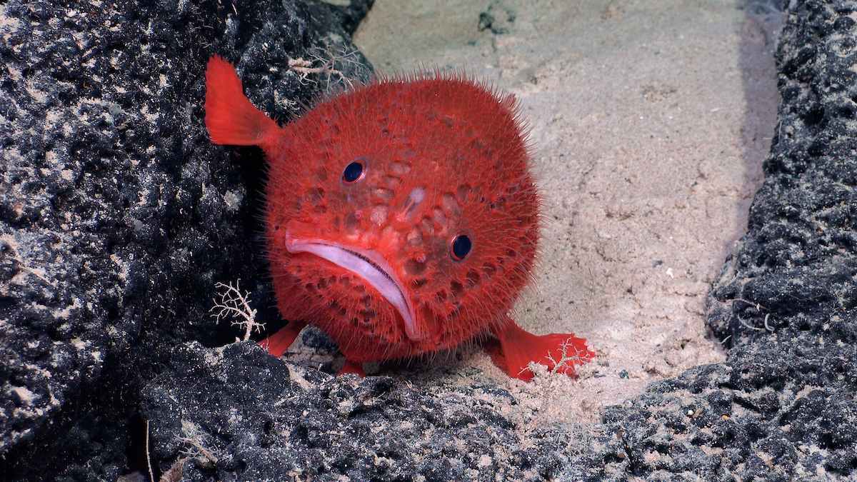 a red sea toad