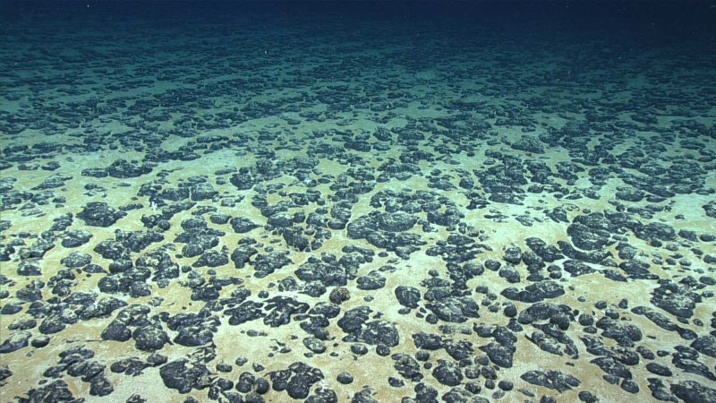 Polymetallic nodules on the Blake Plateau in the Atlantic Ocean, captured by the NOAA Ship Okeanos Explorer in 2019.