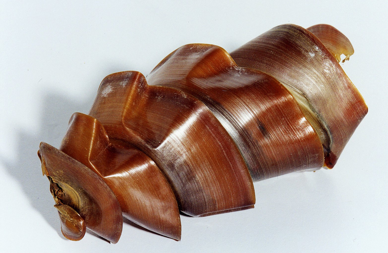 a brown spiral egg casing