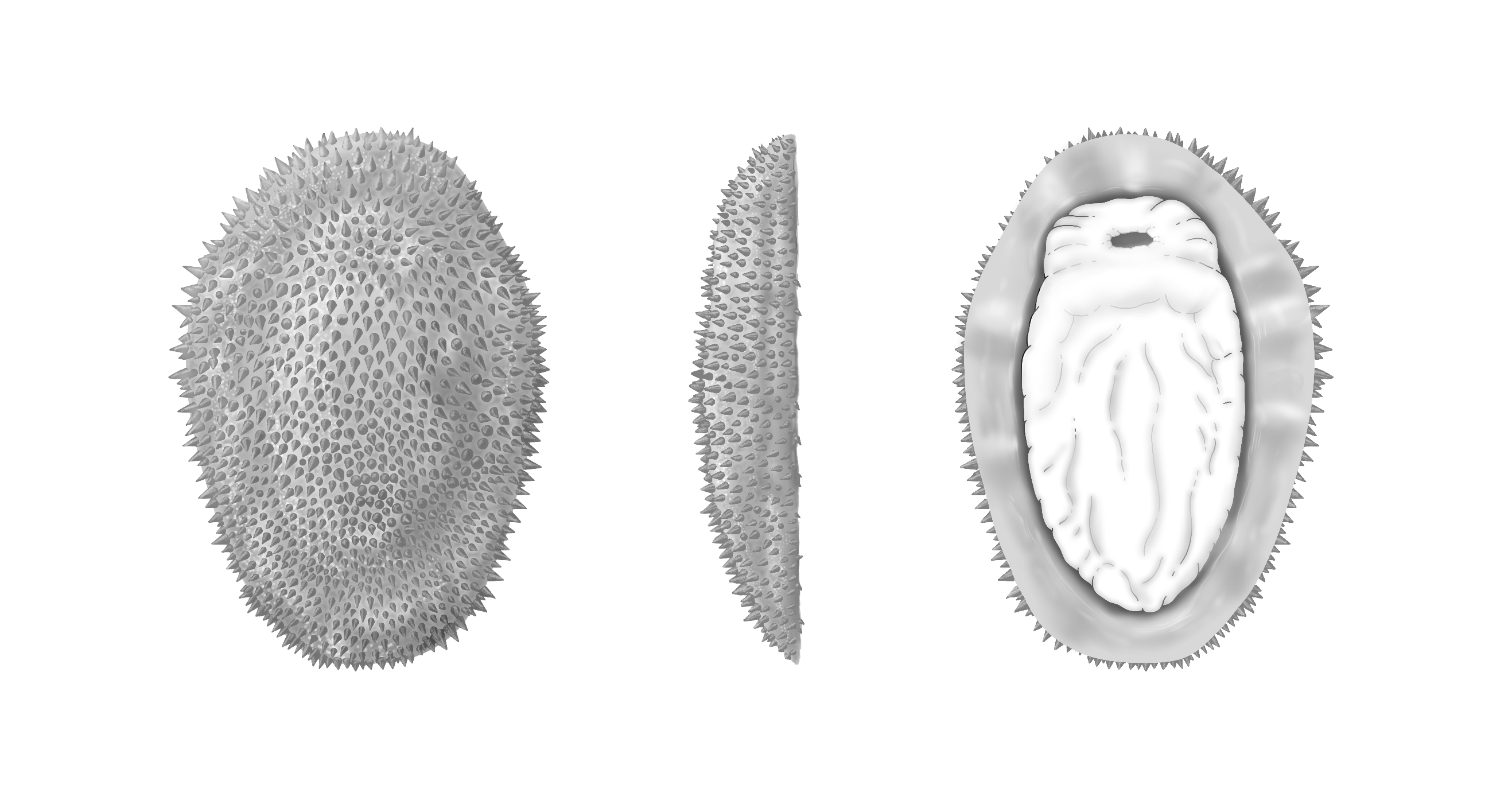 An artist’s reconstruction of Shishania aculeata as it would have appeared in life as viewed from the top, side and bottom (left to right). This early mollusk lived about 514 million years ago.