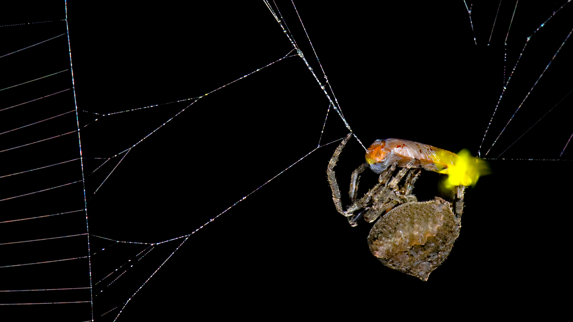 a spider traps a glowing firefly in its web