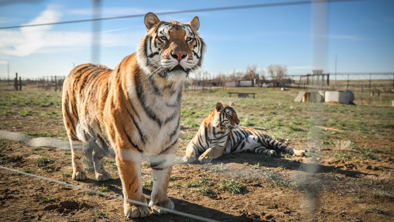 A pair of tigers rescued from Joe Exotic’s G.W. Exotic Animal Park, popularized by Netflix’s “Tiger King,” relax at the Wild Animal Sanctuary in Keenesburg, Colorado.