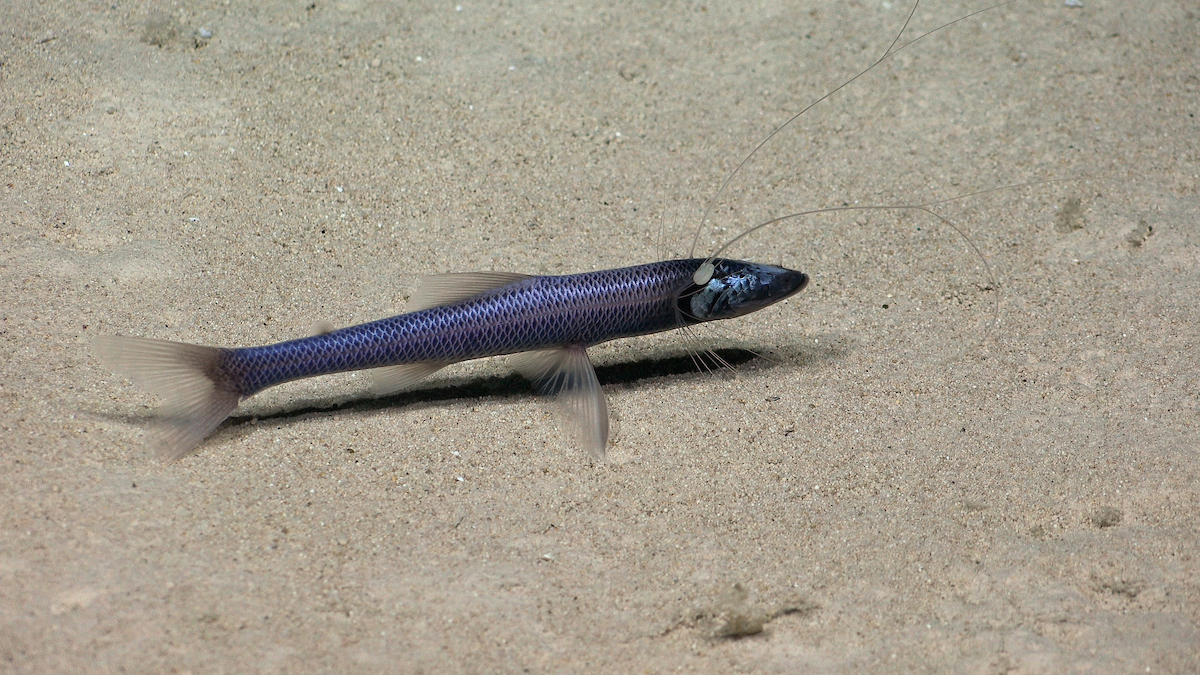 a long and narrow fish