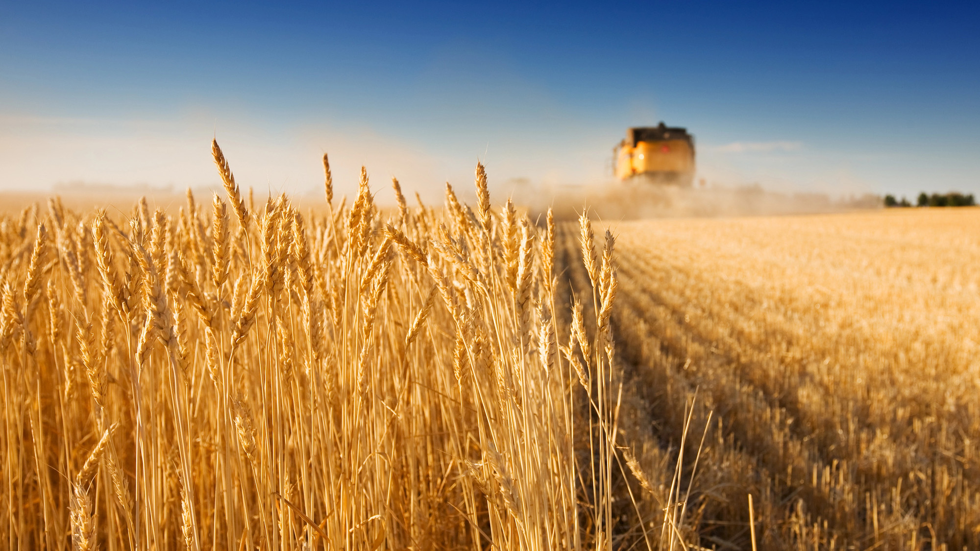 wheat farming