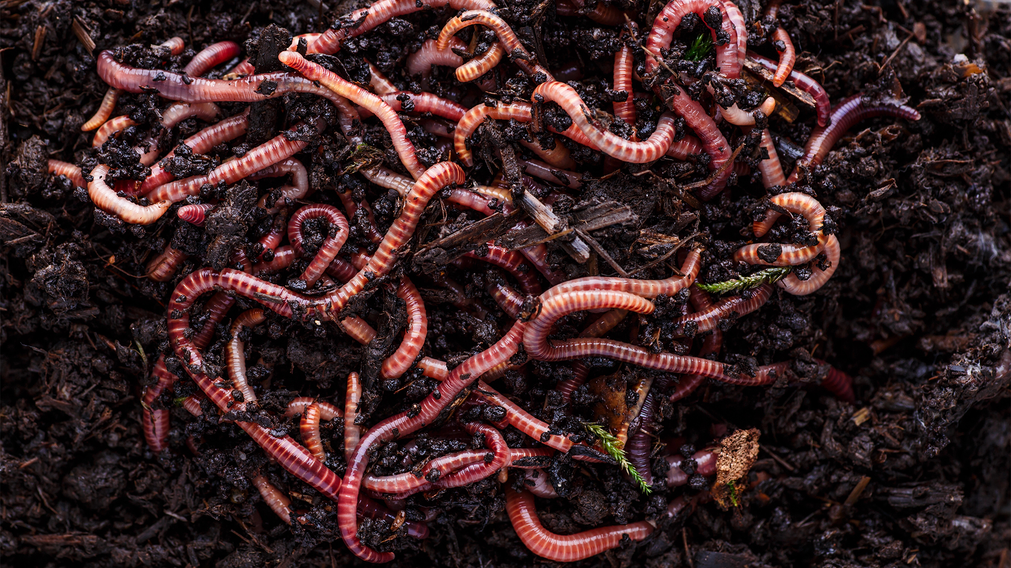 a group of earthworms in rich, dark soil