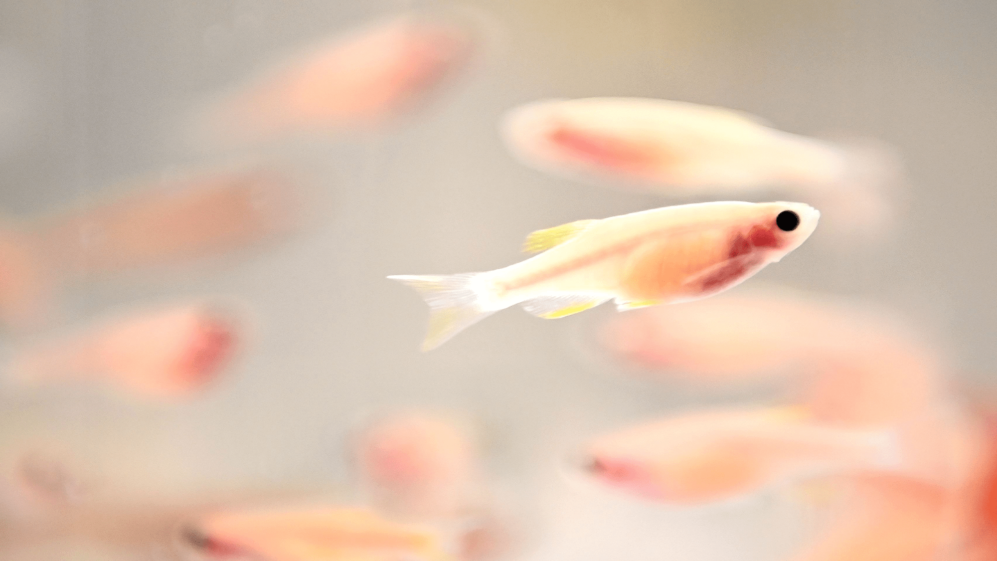 A transparent zebrafish in a tank in a laboratory at the Pasteur Institute in Paris on June 20, 2023.