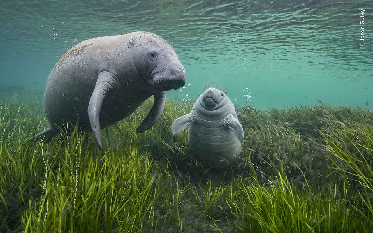 Seekor manatee dan anaknya bermalas-malasan di padang lamun yang ditanam kembali di Crystal River, Florida, sebagai bagian dari proyek restorasi yang sedang berlangsung pada bulan November 2021. Polusi selama puluhan tahun telah menyebabkan alga mencekik lamun yang merupakan fondasi ekosistem bawah air Crystal River dan sumber makanan utama bagi manatee. . Selama lima tahun terakhir, organisasi masyarakat dan ahli biologi restorasi telah bersatu untuk membersihkan polusi dan menanam kembali lebih dari 400.000 meter persegi rumput laut. Manate sekarang menggunakan Sungai Crystal sepanjang tahun sebagai tempat pembibitan untuk membesarkan anak mereka. Di tempat lain di Florida, polusi air telah memusnahkan rumput laut, memicu kematian massal karena ribuan manate mati kelaparan. Pemulihan Crystal River memberikan peta jalan untuk memecahkan masalah di bagian lain negara bagian dan harapan untuk masa depan.