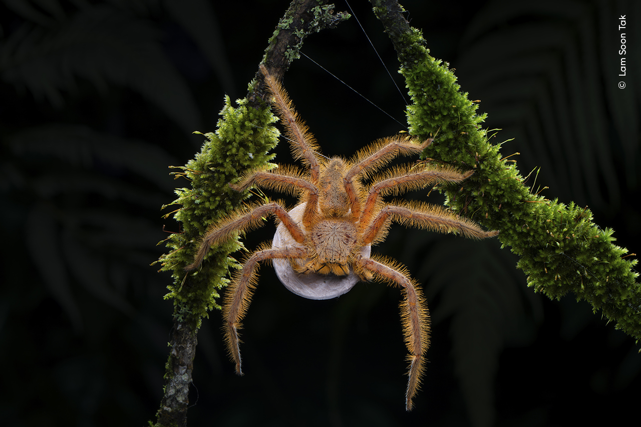 fuzzy-legged orange spider hangs on moss with a large egg