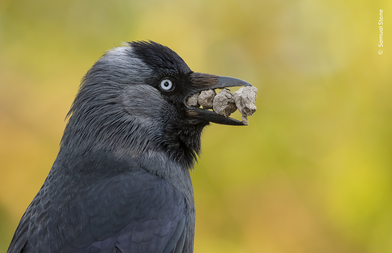 seekor burung hitam dengan paruh penuh batu