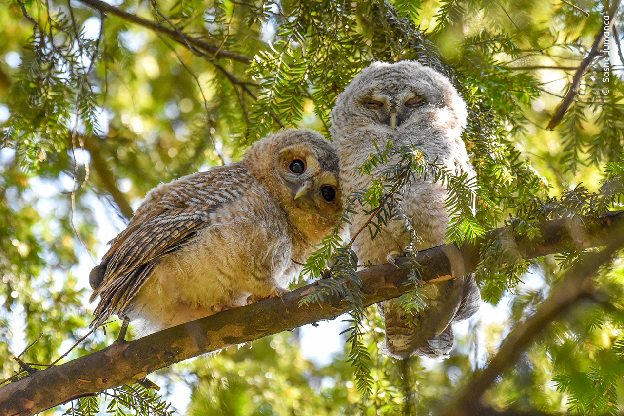 two fluffy owls sitting on a tree brand. one leans on the other