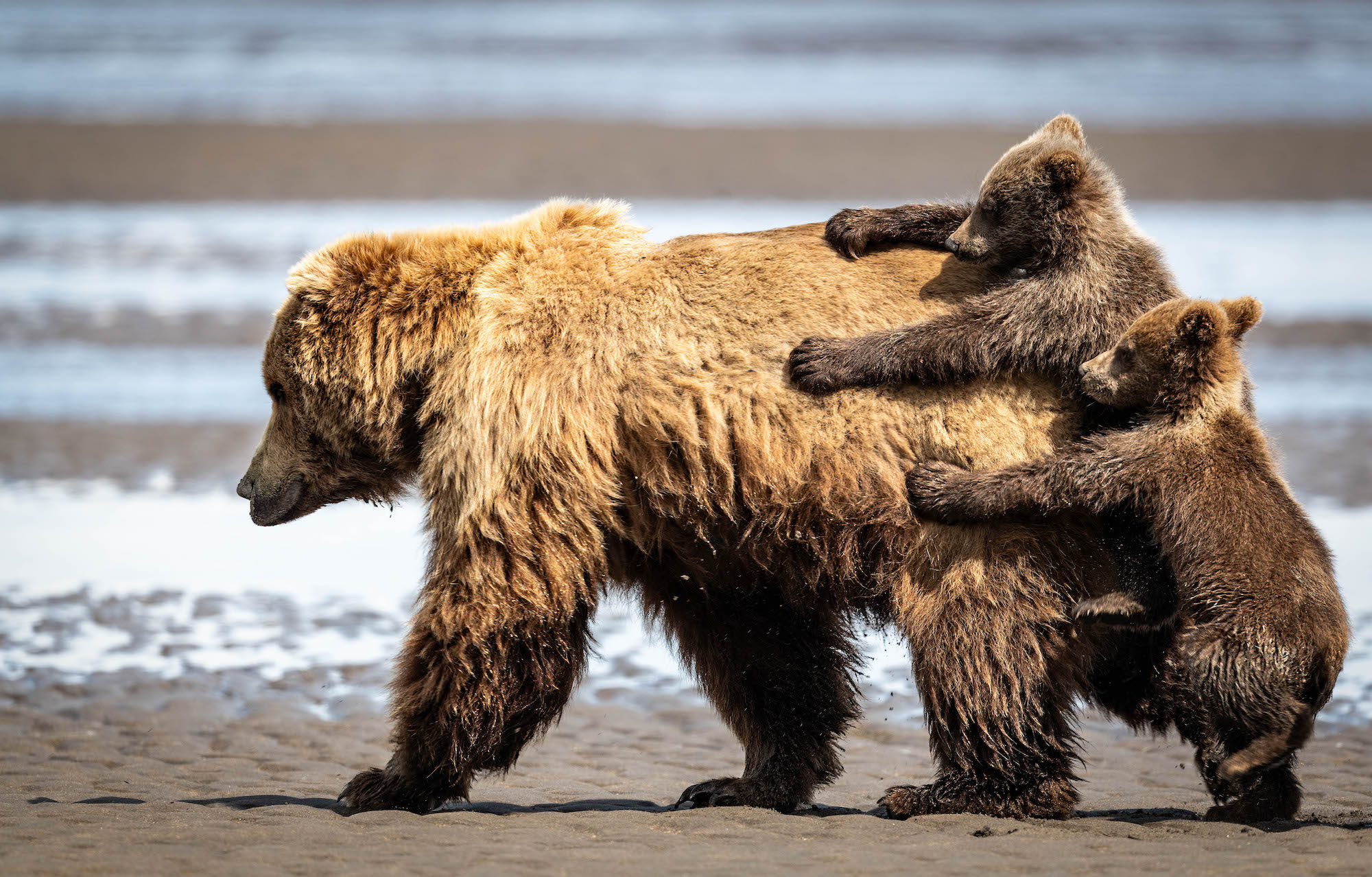 The Comedy Wildlife Photography Awards 2024 Alexander Fine Seattle United States Title: Holding on for a ride Description: After a nap, the mother brown bear wanted to go for a walk, but the cubs wanted a ride Animal: Brown Bear Location of shot: Lake Clark National Park